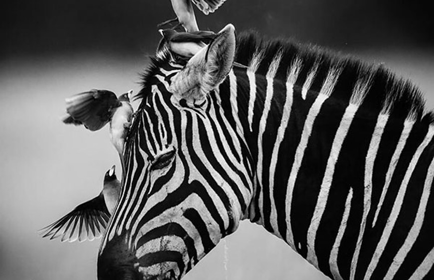 عکس های سیاه و سفید ثبت شده در آفریقا را ببینید !