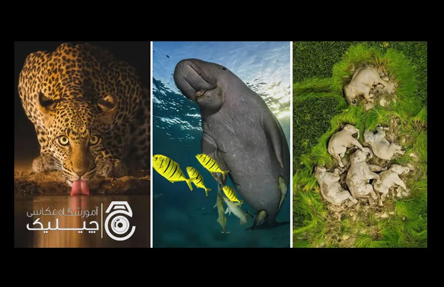 برترین‌های ۲۰۲۵: ۴۰ عکس نفس‌گیر حیات‌وحش