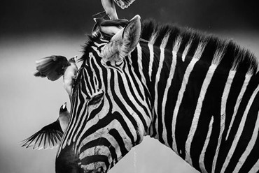 عکس های سیاه و سفید ثبت شده در آفریقا را ببینید !