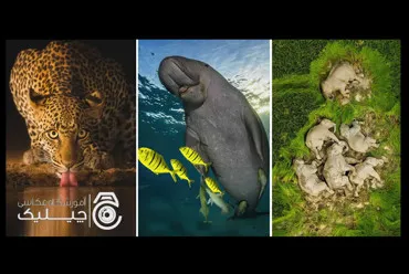 برترین‌های ۲۰۲۵: ۴۰ عکس نفس‌گیر حیات‌وحش